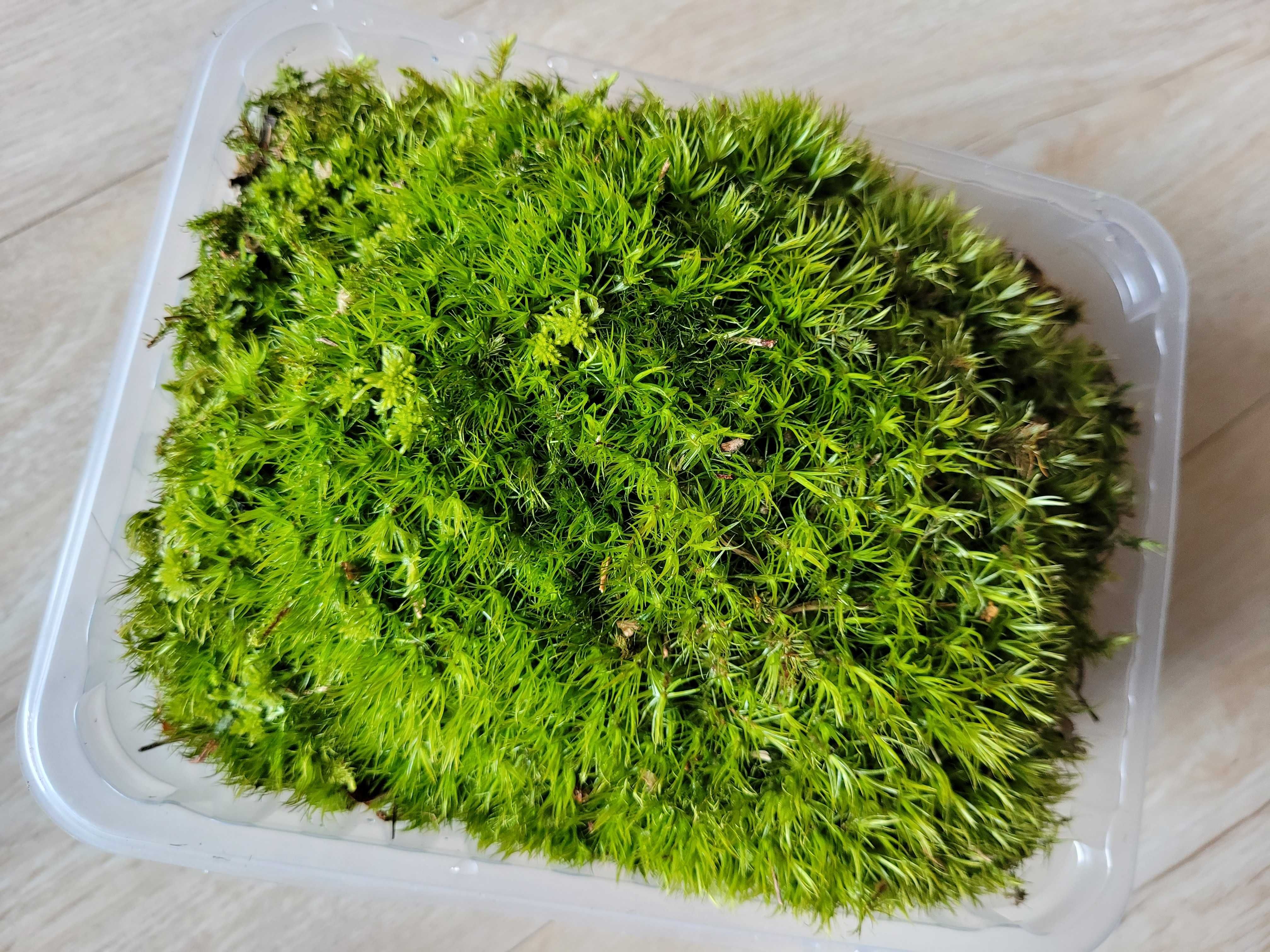 naturalny nadpróchniały pień korzeń do akwarium terrarium / mech
