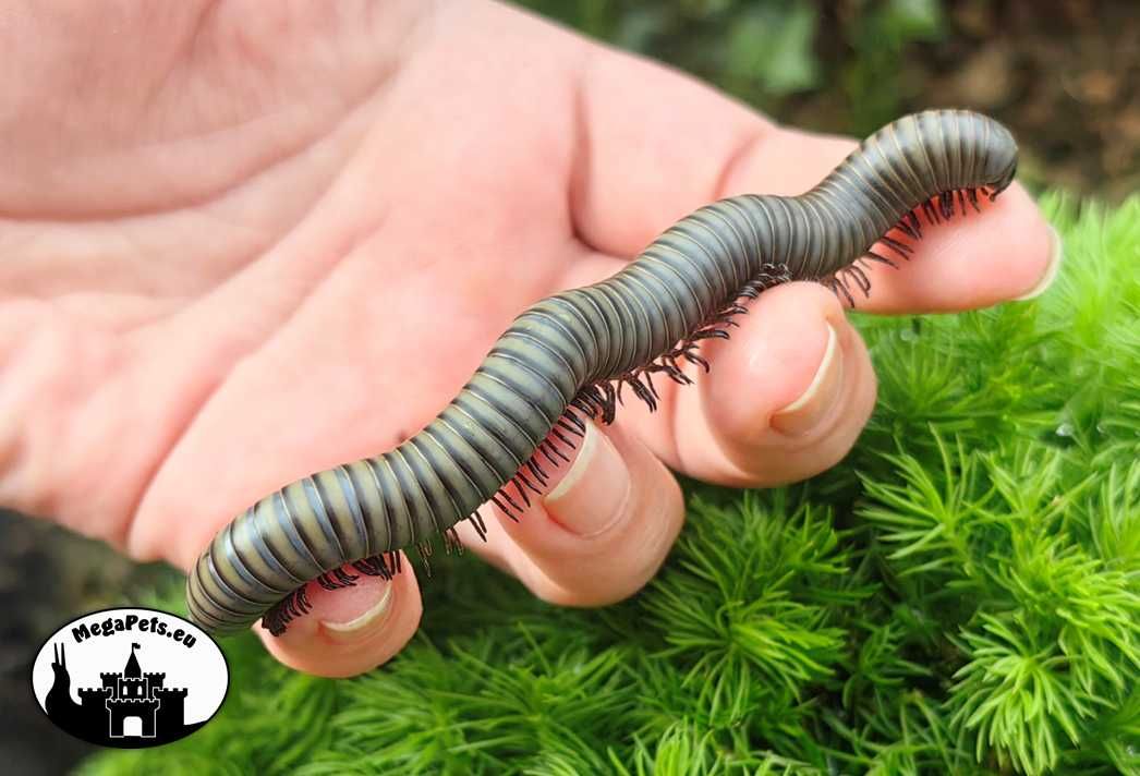 Krocionóg Salpidobolus Irian Jaya Wije Skoczogonki Ekipa Ślimaki Pająk