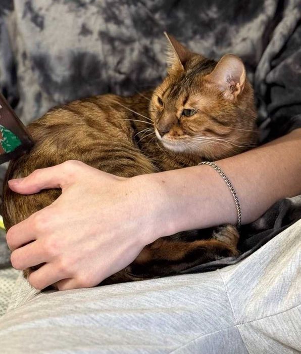 Породистая кошечка в леопардовом окрасе, Бенгалочка - 1-2 года