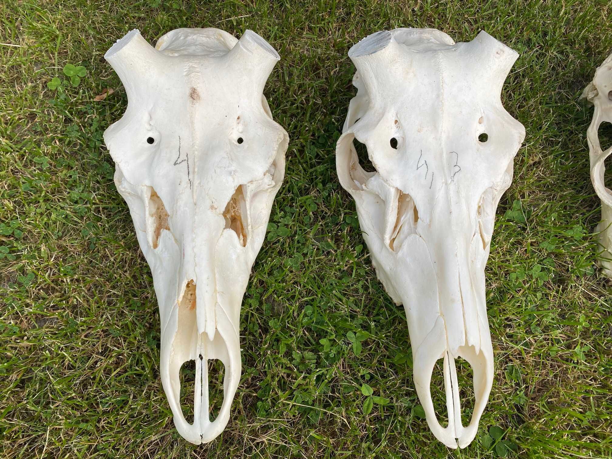 Czaszki czaszka jelenia możdżenie 4-5 cm opcja paczki