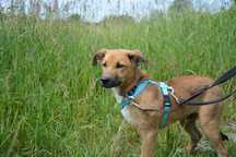 Pascal beżowy szczeniak szuka domu ADOPCJA