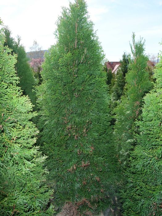 Tuje szmaragd różne wielkości do 250 cm- możliwość dowozu i posadzenia