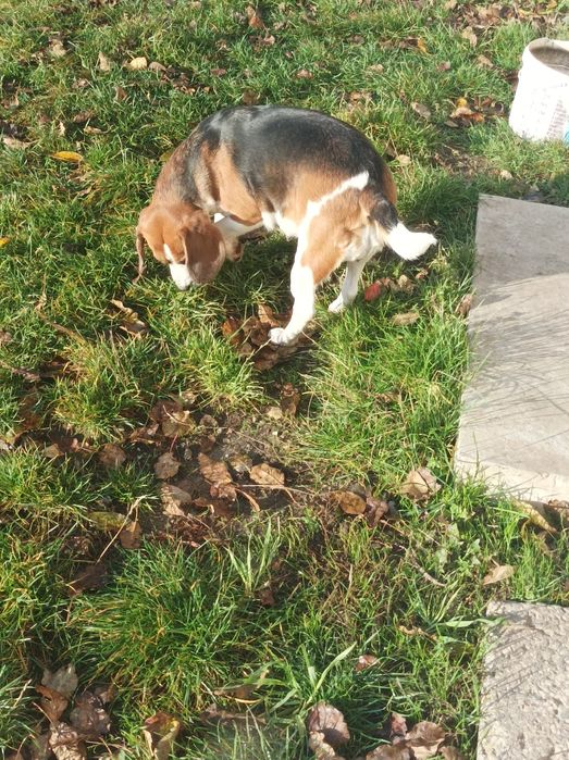 Beagle dorosła suka