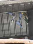 Ring Necks(40 aves de mutação disponíveis)