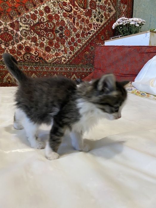 Котята в хорошие руки