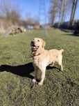 Szogun w typie Labrador szuka domu