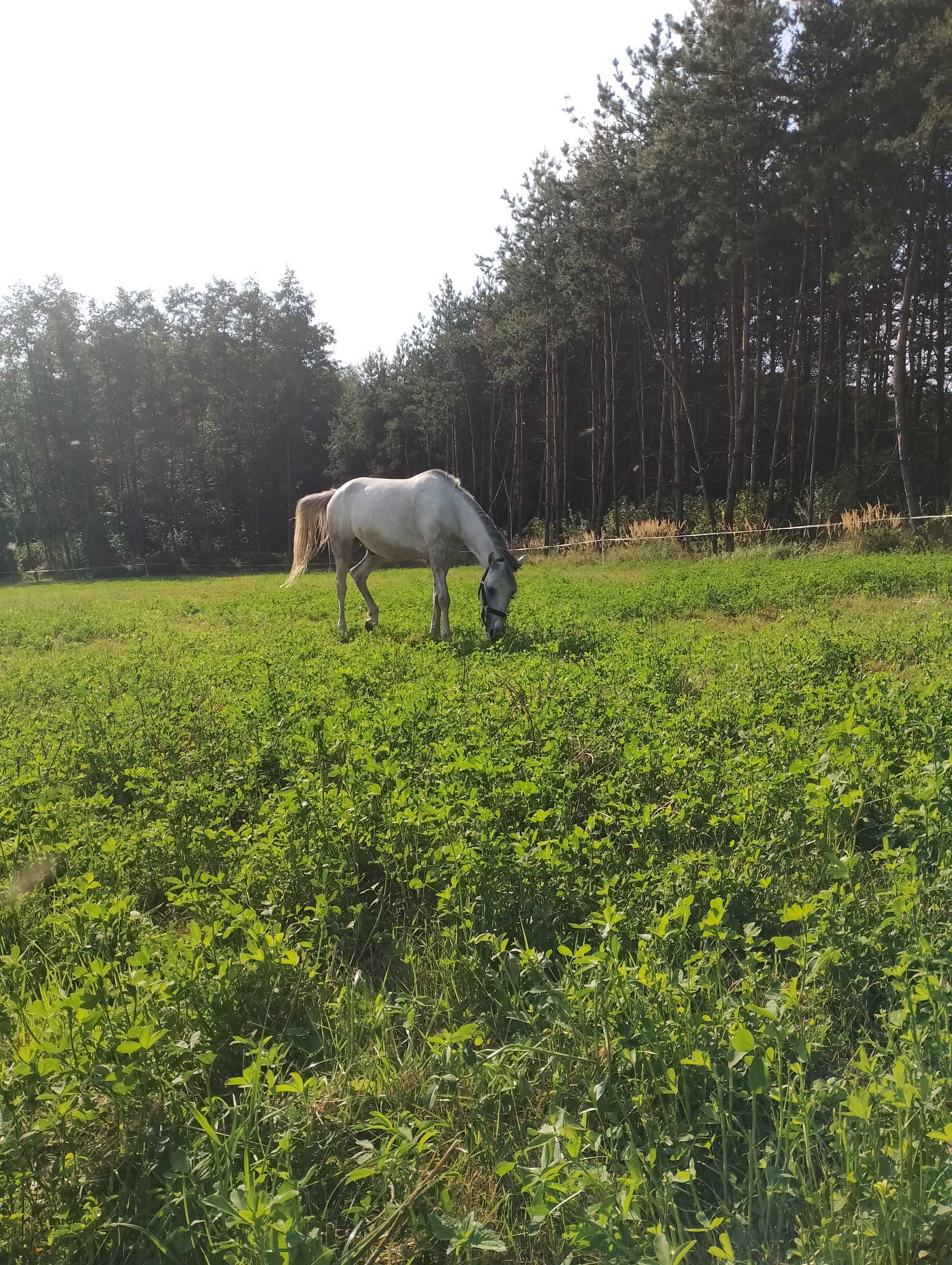 Oddam kuca do współdzierżawy