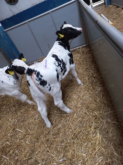 Byczki mięsne super jakość