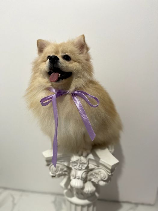 Всього 2 Чарівних Померанських шпіців