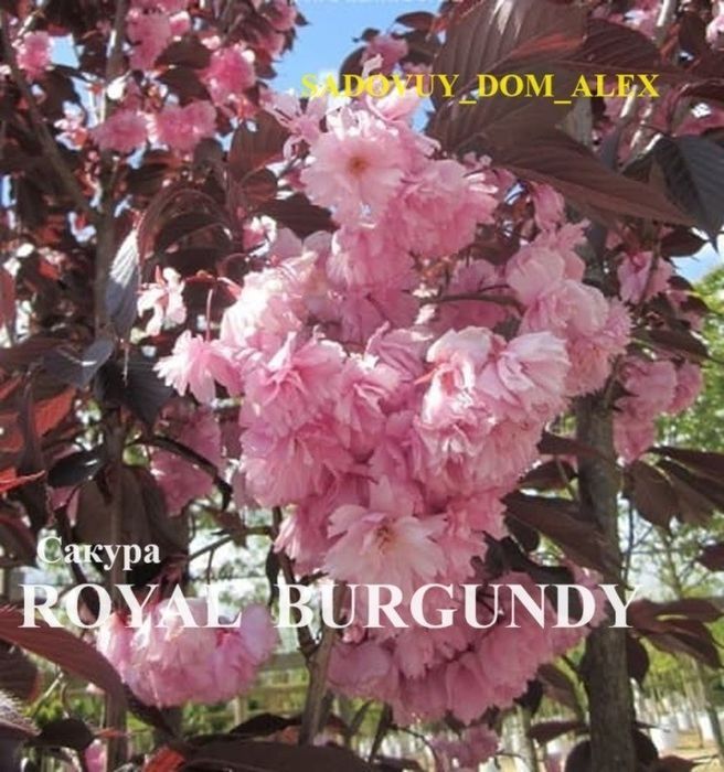 Магнолія Джені Альба Сенсація Суланжа Блек Тюліп Вулкан Дафні Сакура