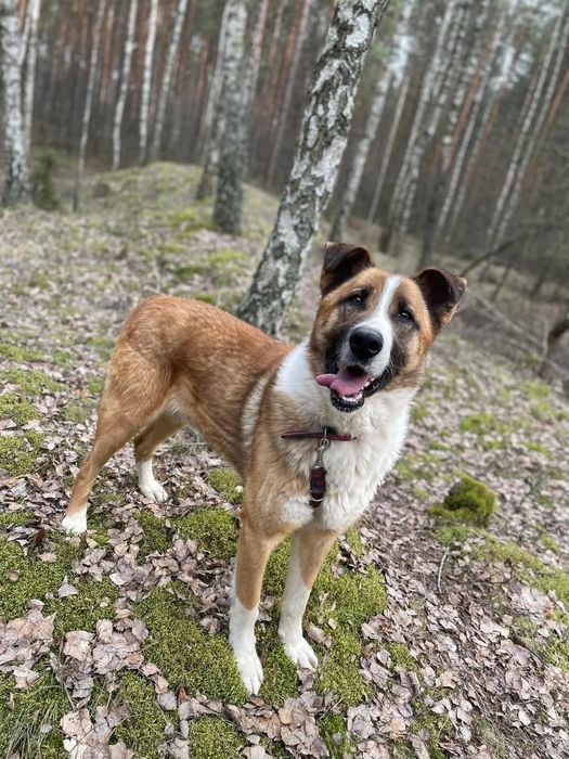 Piękny i dobry Cukier szuka domu!