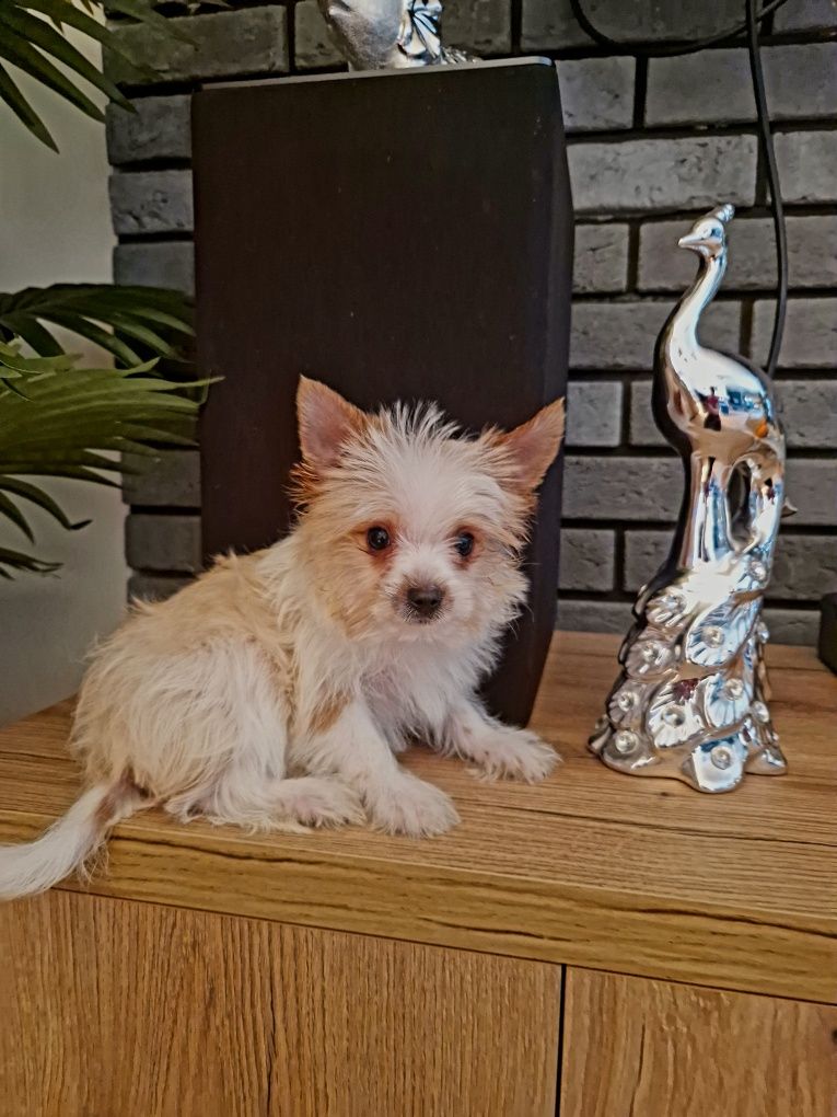 Yorkshire terrier goldust malutki piesek 4 miesiące