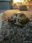 Sprzedam 6 letniego żółwia greckiego lądowego razem z terarium