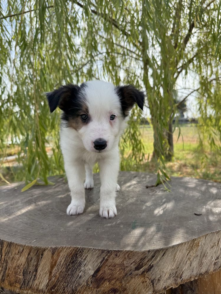 Border Collie Macho Tricolor