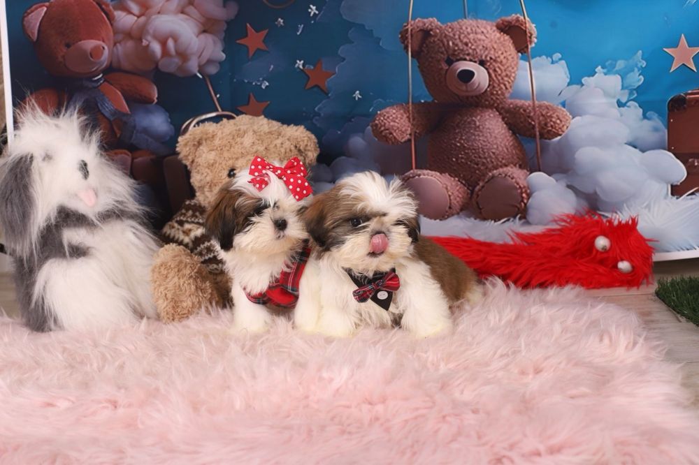 милі цуценята  ши тцу