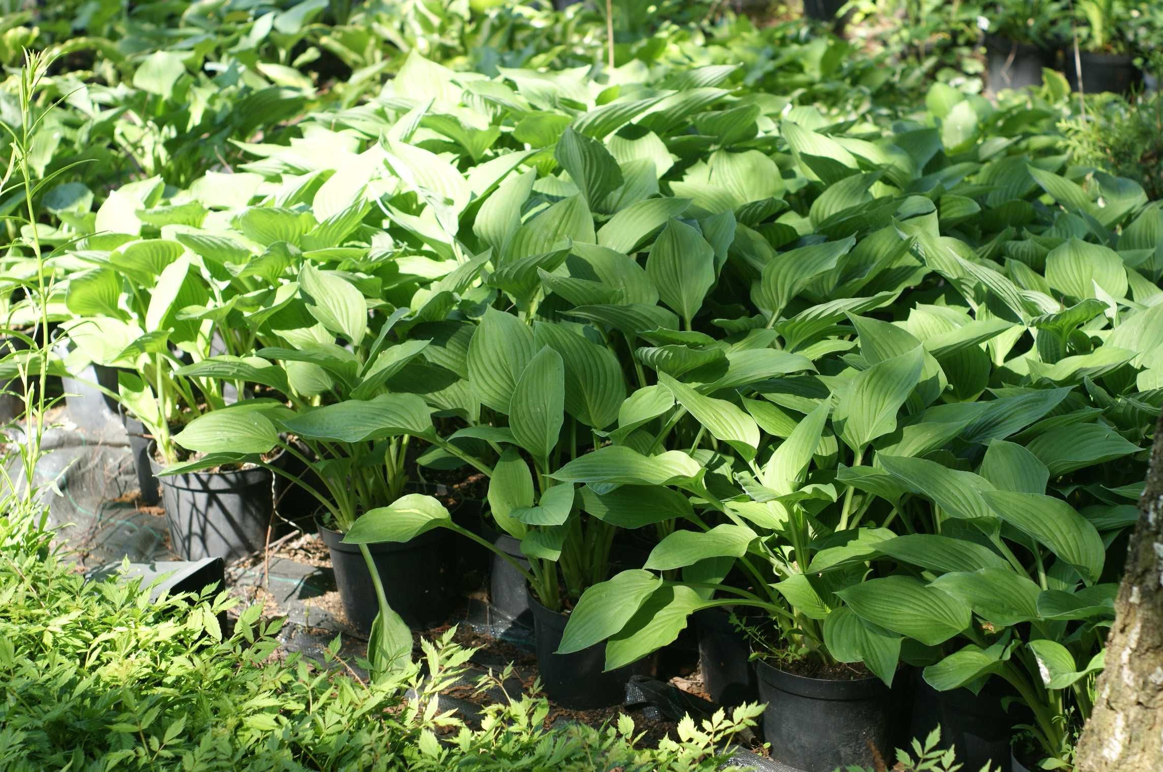 Funkia hosta funkie