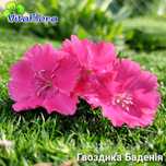 Гвоздика 2 вида.