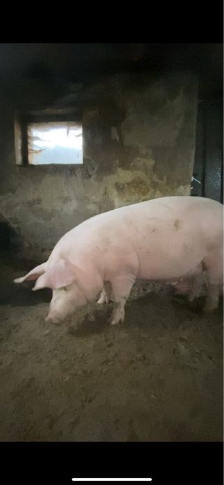 Свиньи Живым Весом с Доставкой