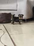 Pies Yorkshire Terrier