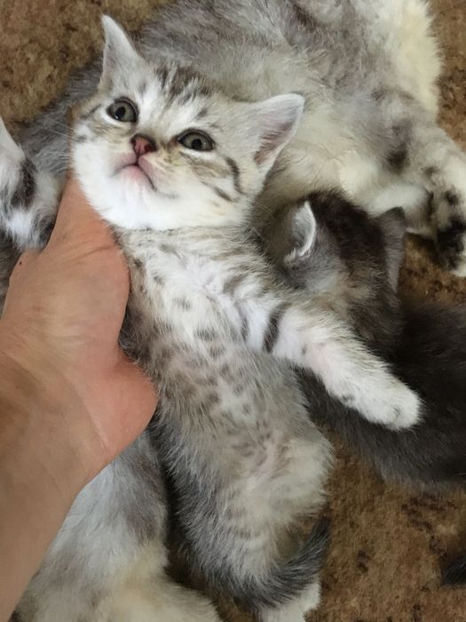 Британські кошенятка таббі на сріблі