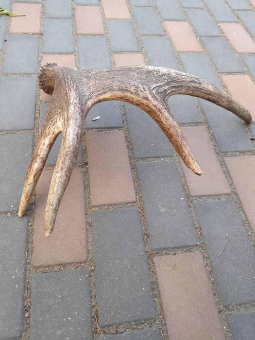 Rosocha łosia 2.15kg poroże