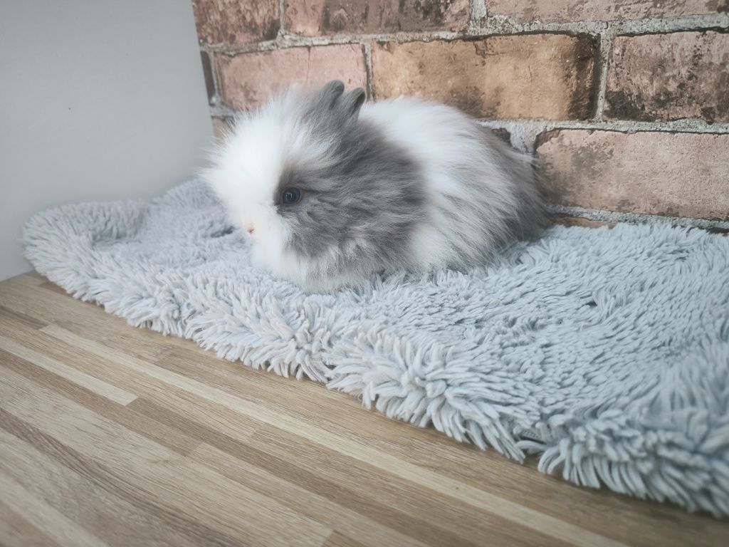 Króliczki karzełki Teddy mini króliczki metryka