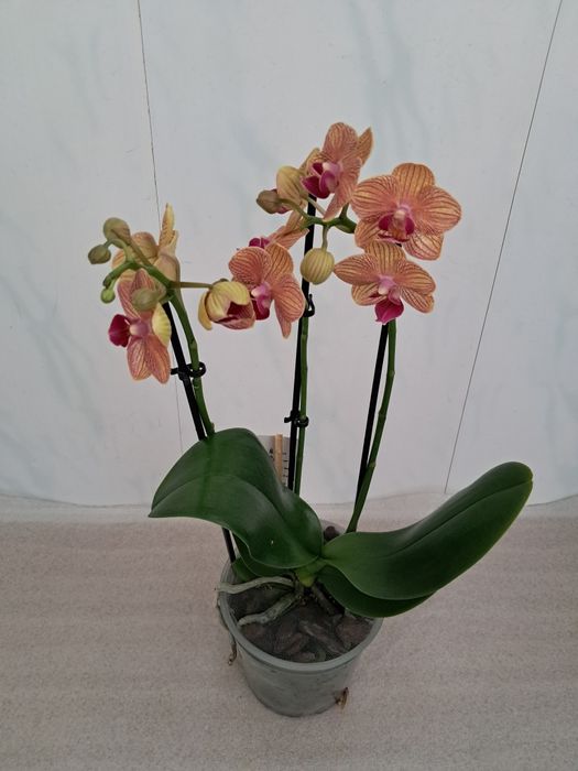 Продам орхідеї квітучі
