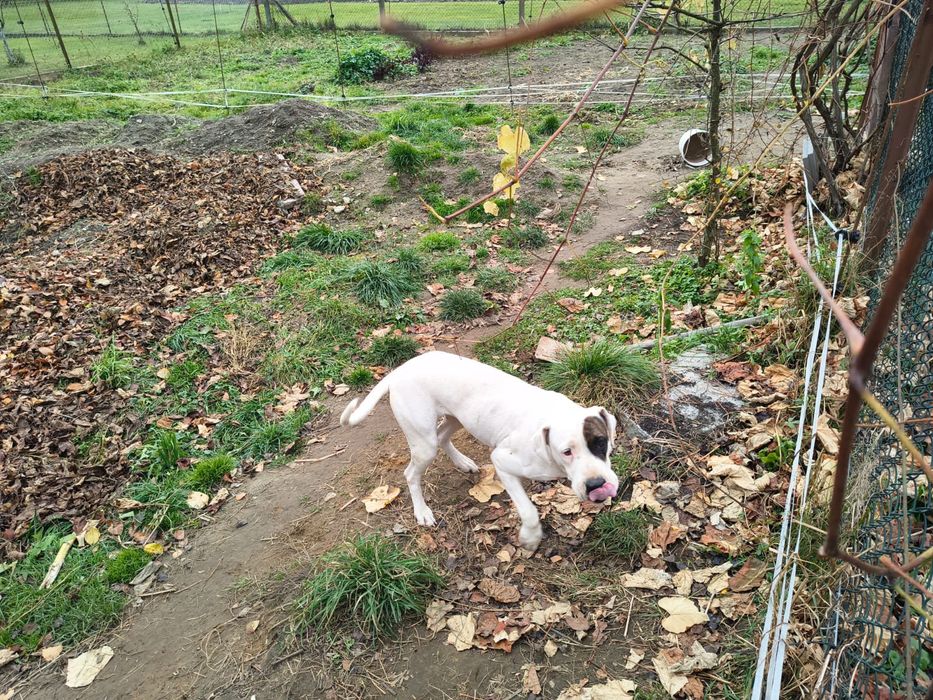 Suczka dog argentynski