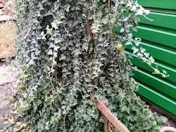 Саджанці плюща пророщені з корінням !