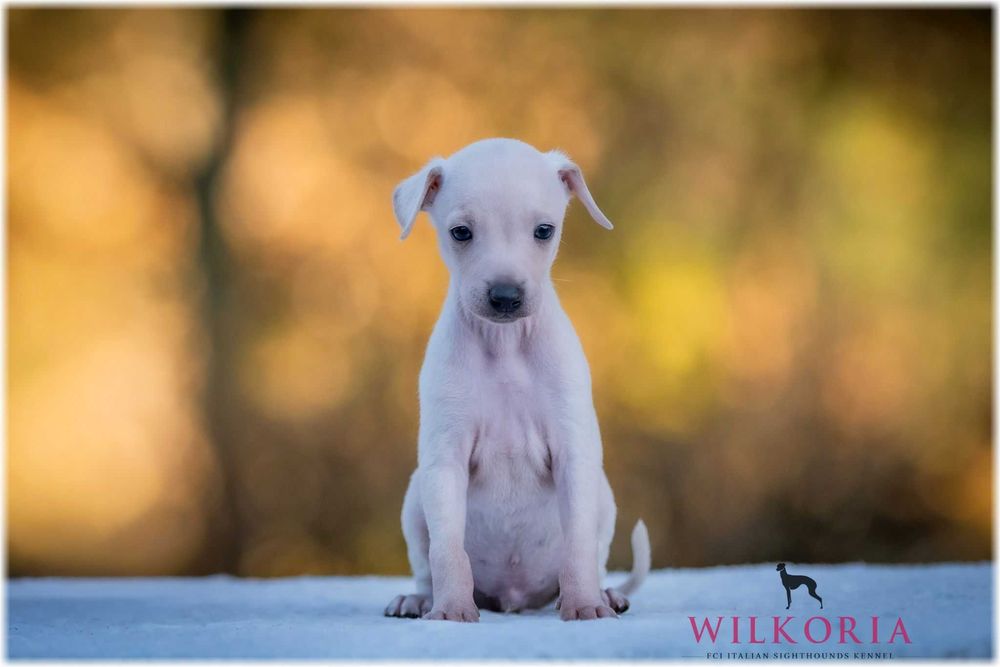 Charcik włoski cudny piesek kremowy * hod. Wilkoria FCI * Charciki *