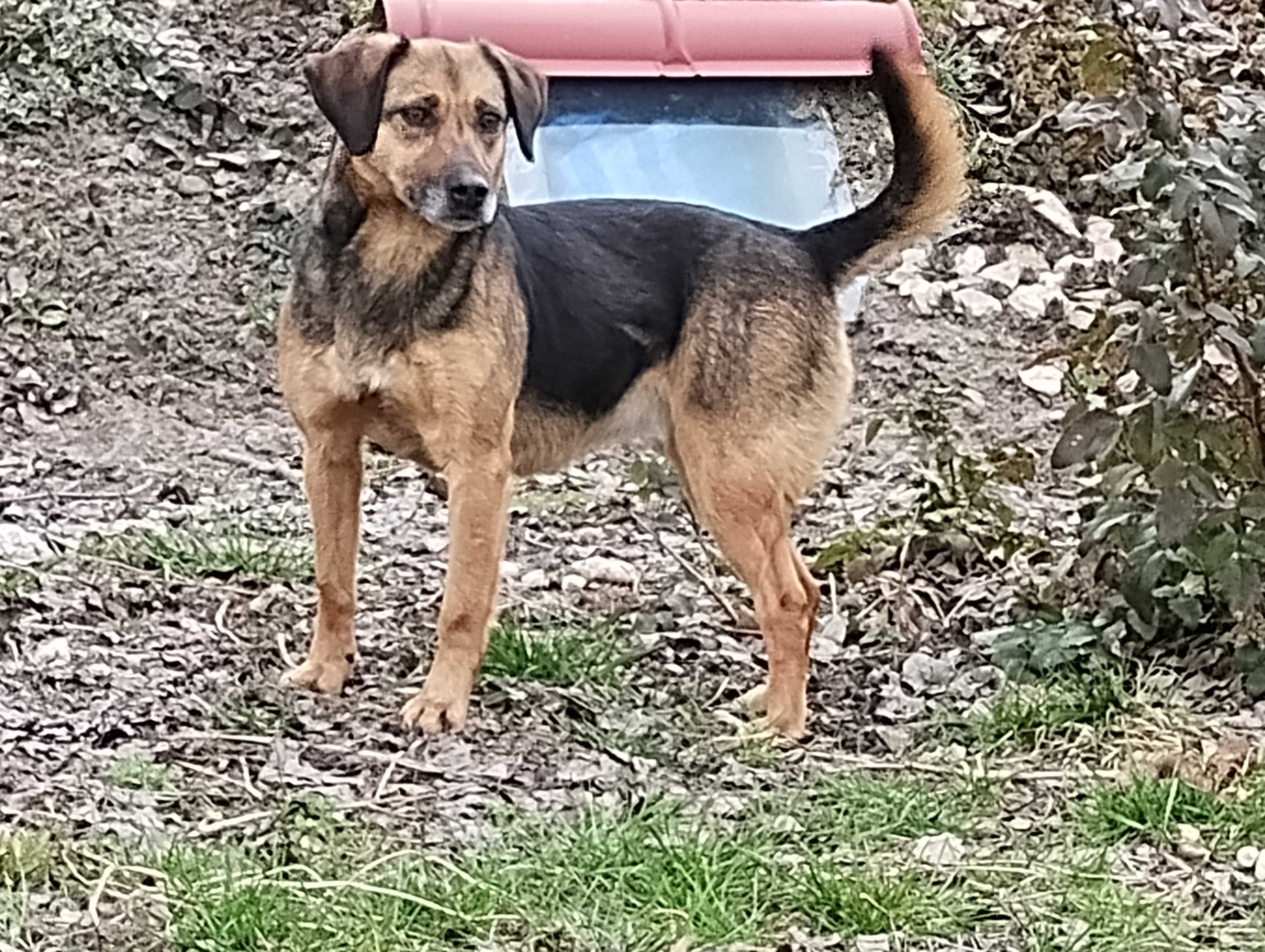 suczka do oddania w dobre ręce