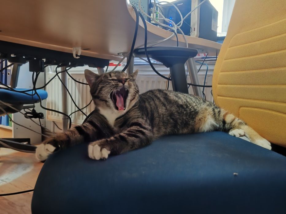 7 miesięczna kotka szuka dobrego domu