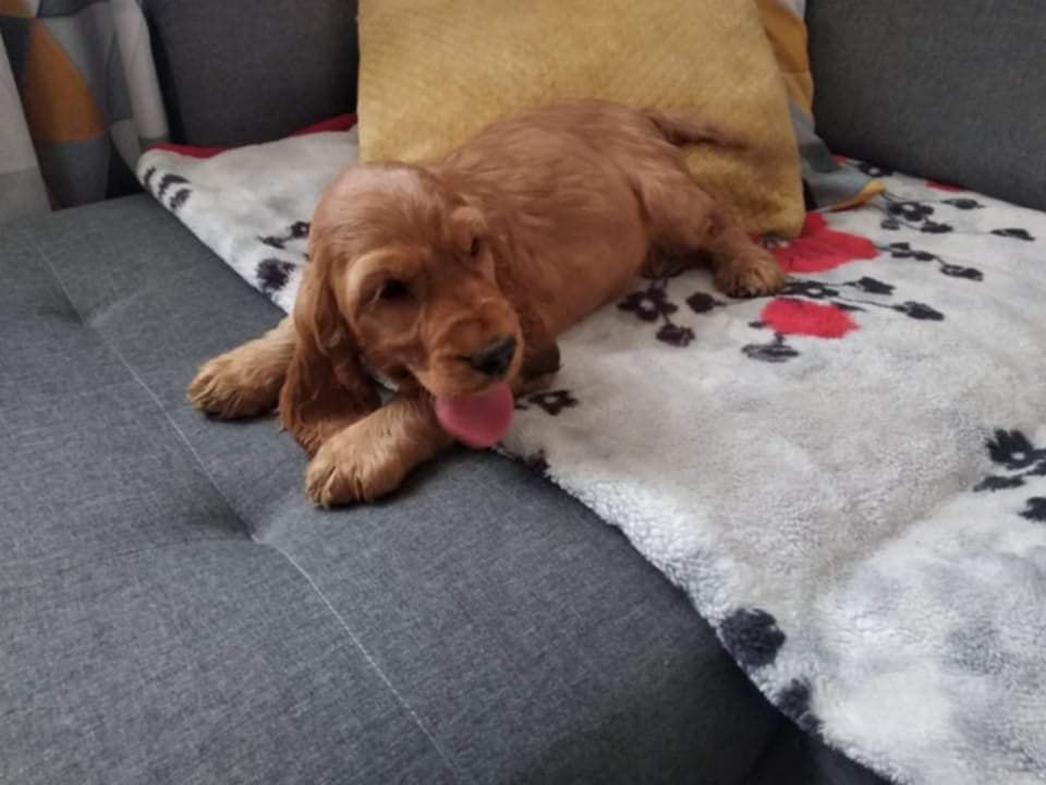 Cocker spaniel piesek