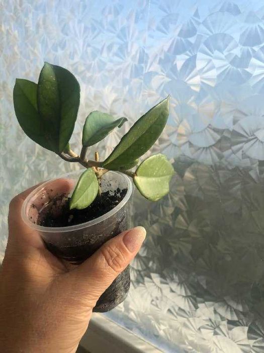 Хойя (восковій плющ)