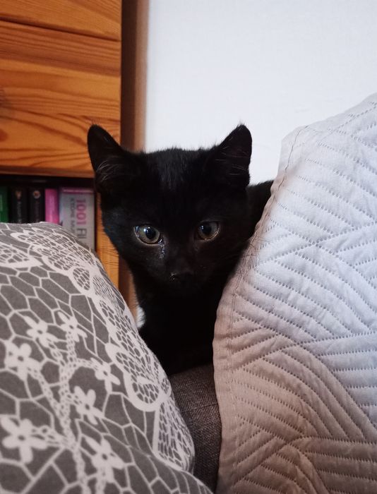 Mały kotek do oddania w dobre ręce