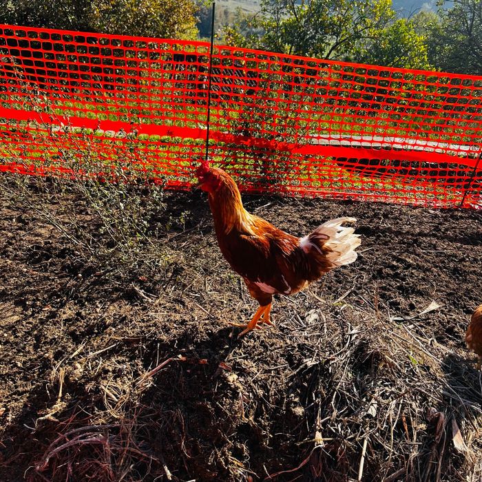 Galo Brahma e também galo da raça das galinhas poedeiras