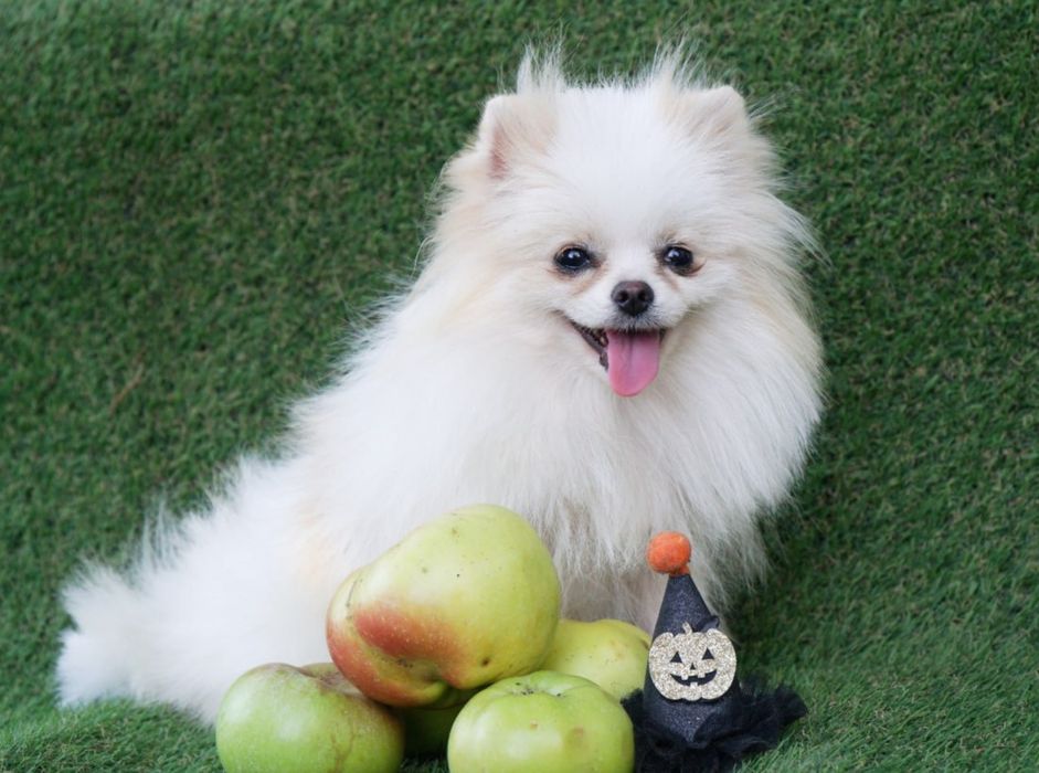 Дівчинка померанського шпіца, дуже лагідна та грайлива. КСУ.