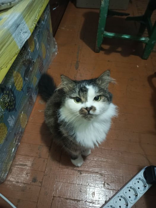 Котик 2 с половиной года