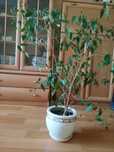 Продам цветы в горшках