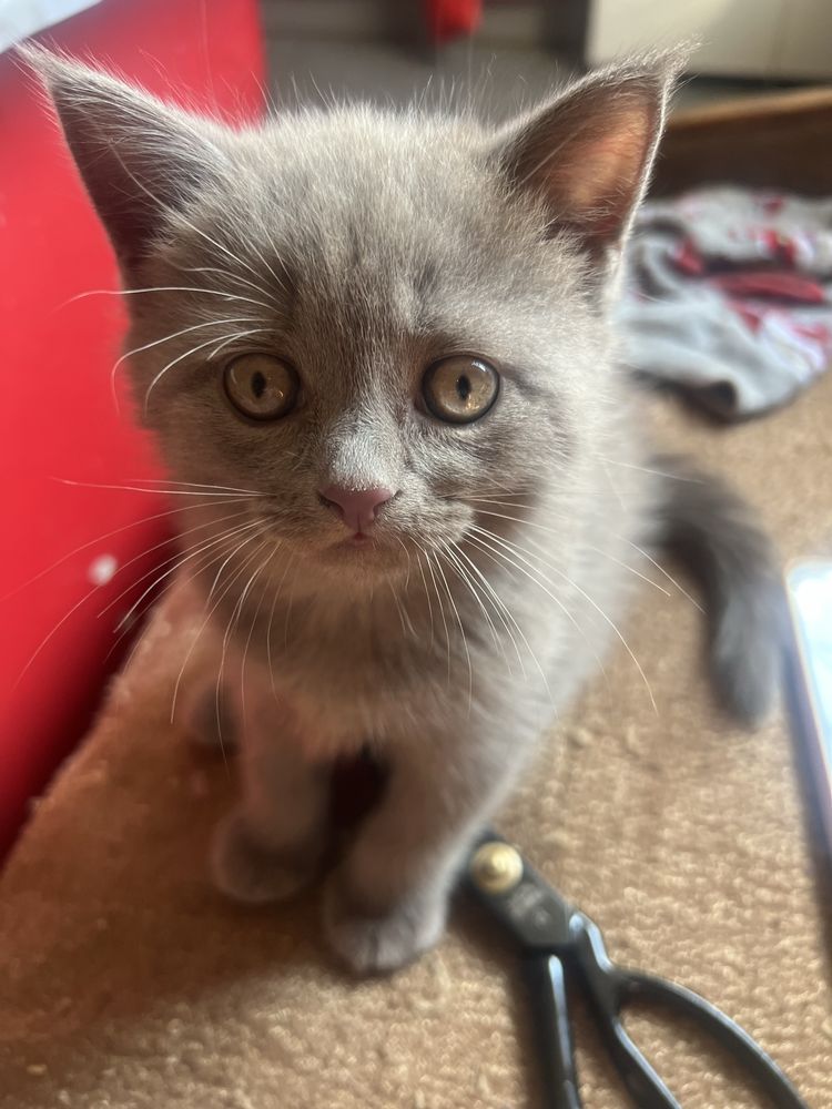 Котята британские