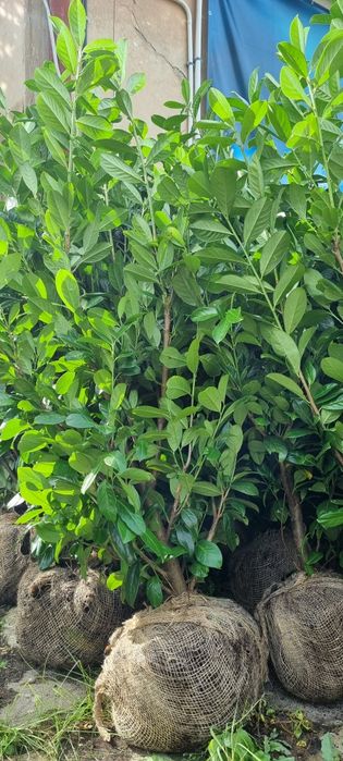 Laurowiśnia Novita - Bardzo Duże Sadzonki