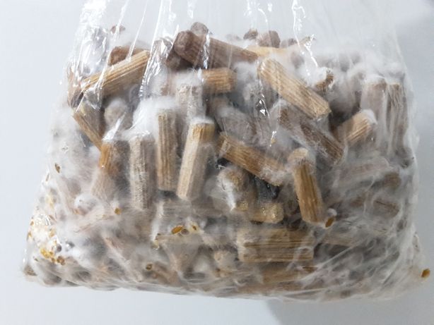 Biocélio | Micélio em cavilhas para produção de cogumelos em tronco