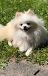 Szpic miniaturowy pomeranian