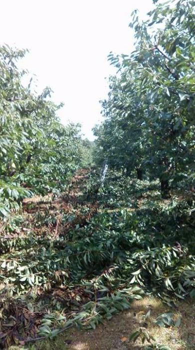 wycinka, pielęgnacja drzew także owocowych