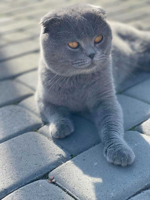 Британець вислоухий  кіт в'язка