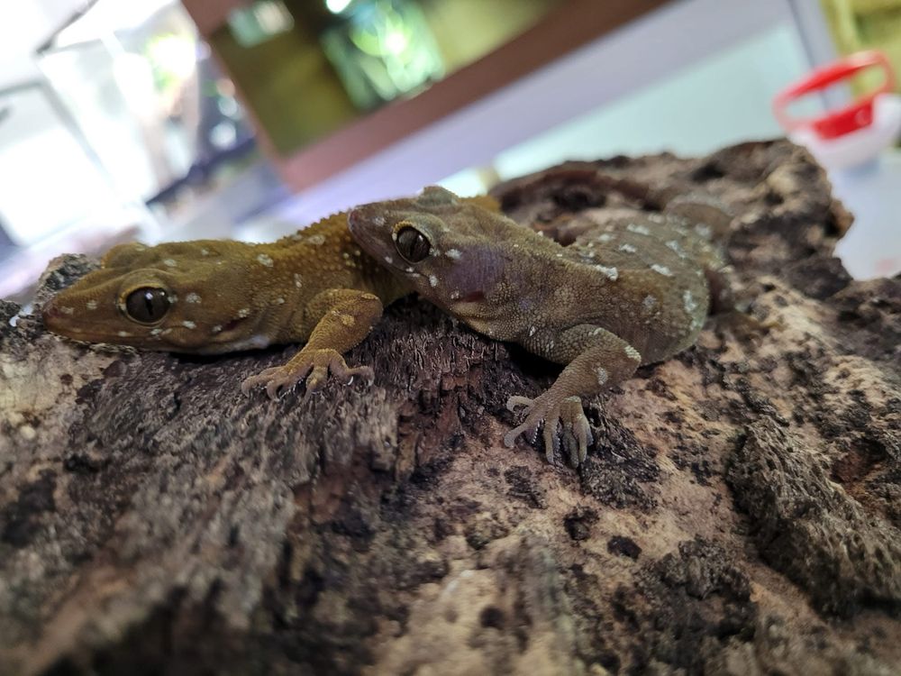Hemidactulus prashadii gekon terrarium agama jaszczurka