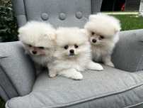 Szczeniak szpic miniaturowy pomeranian suczka