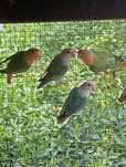 Agapornis roseicollis