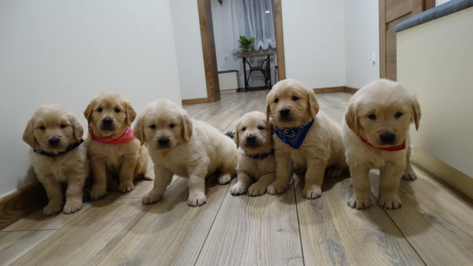 Piesek rasy Golden retriever