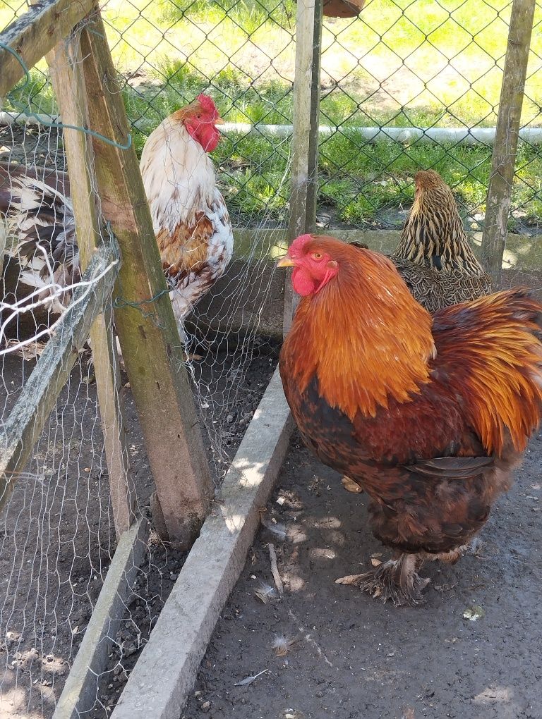 Ovos férteis, Brahmas, Jersey, Índio, Araucana e outros